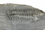 Crotalocephalus Trilobite - Jorf, Morocco #355765-3